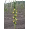 Alpinis pupmedis - Laburnum anagyroides YELLOW ROCKET