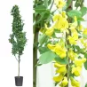 Alpinis pupmedis - Laburnum anagyroides YELLOW ROCKET