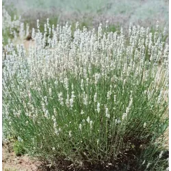 Tikroji levanda baltažiedė forma - Lavandula angustifolia Ellagance Ice (ALBA