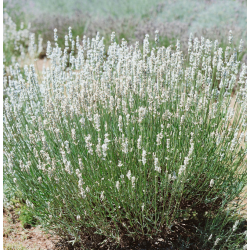Lavandula angustifolia AROMANCE WHITE