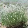 Tikroji levanda baltažiedė forma - Lavandula angustifolia Ellagance Ice (ALBA