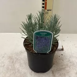 Tikroji levanda - Lavandula angustifolia