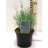 Levandinas - Lavandula intermedia GROSSO