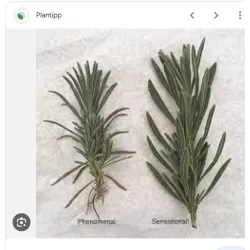 Tikroji levanda - Lavandula angustifolia