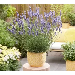 Levandinas - Lavandula intermedia SENSATIONAL