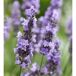 Tikroji levanda - Lavandula angustifolia
