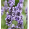 Tikroji levanda - Lavandula angustifolia