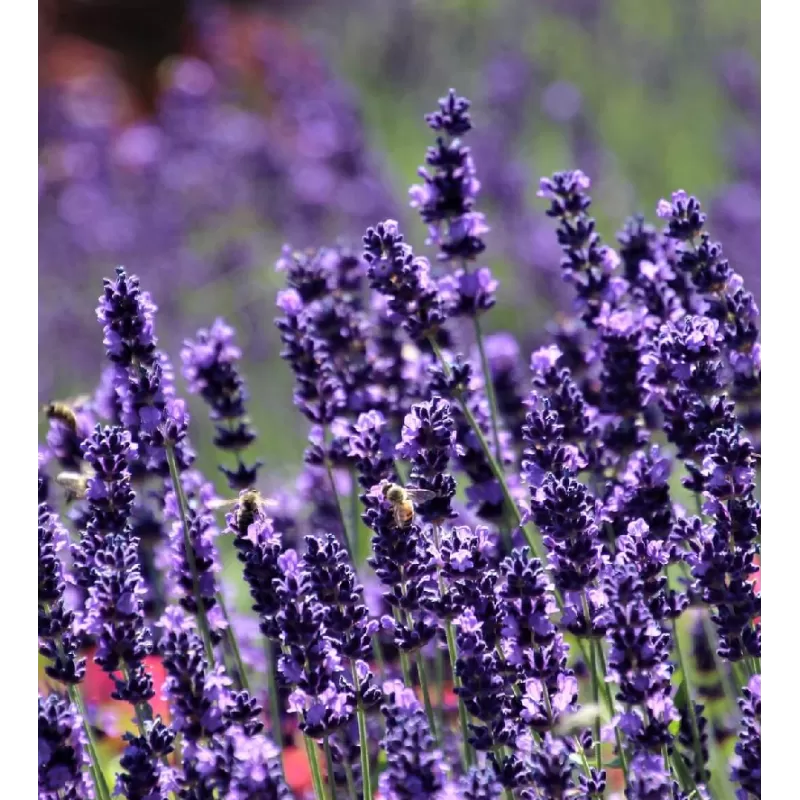 Levandinas - Lavandula intermedia SENSATIONAL