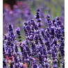 Tikroji levanda - Lavandula angustifolia