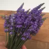 Levandinas - Lavandula intermedia SENSATIONAL