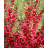 Šluotinis sėklutis (Manuka) - Leptospermum scoparium RED DAMASK