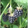 Gervuogė - Rubus fruticosus