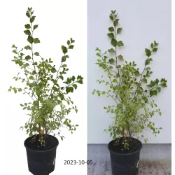 Vanhuto lanksva - Spiraea x vanhouttei