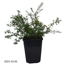 Spiraea nipponica FLACHENFULLER