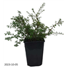 Spiraea nipponica FLACHENFULLER