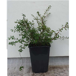 Spiraea nipponica FLACHENFULLER