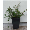Spiraea nipponica FLACHENFULLER