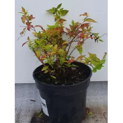 Japoninė lanksva - Spiraea bumalda (japonica) GOLDFLAME