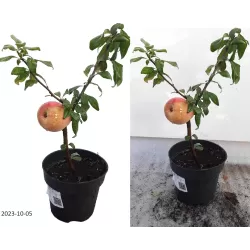 Gražusis svarainis - Chaenomeles speciosa RUBRA