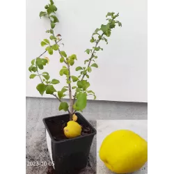 Svarainis - Chaenomeles japonica RASA