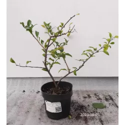 Quince - Chaenomeles x superba NICOLINE