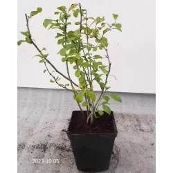 Quince - Chaenomeles japonica RONDO