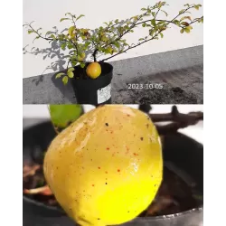 Quince - Chaenomeles x superba ELLY MOSSEL