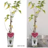 Mulberry - Morus MOJOBERRY