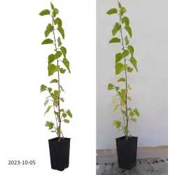 Mulberry - Morus alba