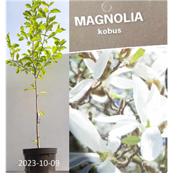 Magnolia KOBUS