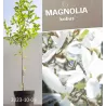 Magnolija - Magnolia KOBUS