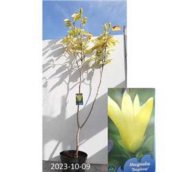 Magnolija- Magnolia DAPHNE