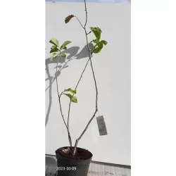 Magnolija - Magnolia Shirazz