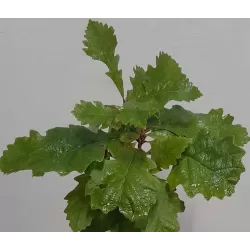 Dantytalapis (Japonijos imperatoriaus) ąžuolas - Quercus dentata