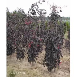 Fagus sylvatica PURPLE FOUNTAIN