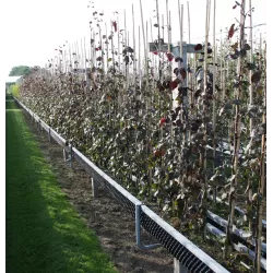 Fagus sylvatica PURPLE FOUNTAIN