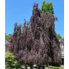 Fagus sylvatica PURPLE FOUNTAIN