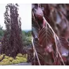 Fagus sylvatica PURPLE FOUNTAIN