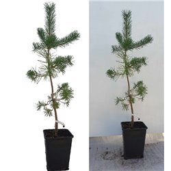 Pinus sylvestris NORSKE TYP