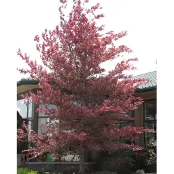 Paprastasis bukas - Fagus sylvatica PURPUREA TRICOLOR