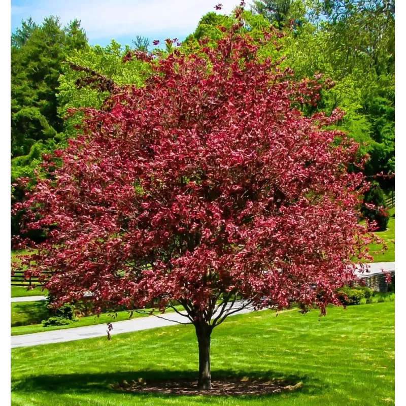 Paprastasis bukas - Fagus sylvatica PURPUREA TRICOLOR