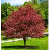 FAGUS SYLVATICA purpurea TRICOLOR