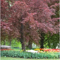 FAGUS SYLVATICA purpurea TRICOLOR