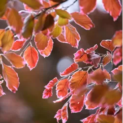 Paprastasis bukas - Fagus sylvatica PURPUREA TRICOLOR