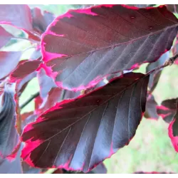 FAGUS SYLVATICA purpurea TRICOLOR