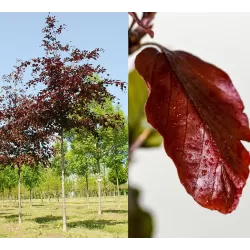 Garden plants/Trees/Flowers/ web-shop