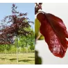 Garden plants/Trees/Flowers/ web-shop