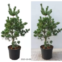 Smulkiažiedė pušis - Pinus parviflora NEGISHI