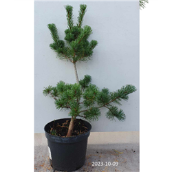 Pušis - Pinus parviflora GLAUCA