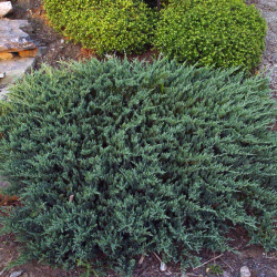 Gulščiasis kadagys - Juniperus horizontalis BLUE CHIP